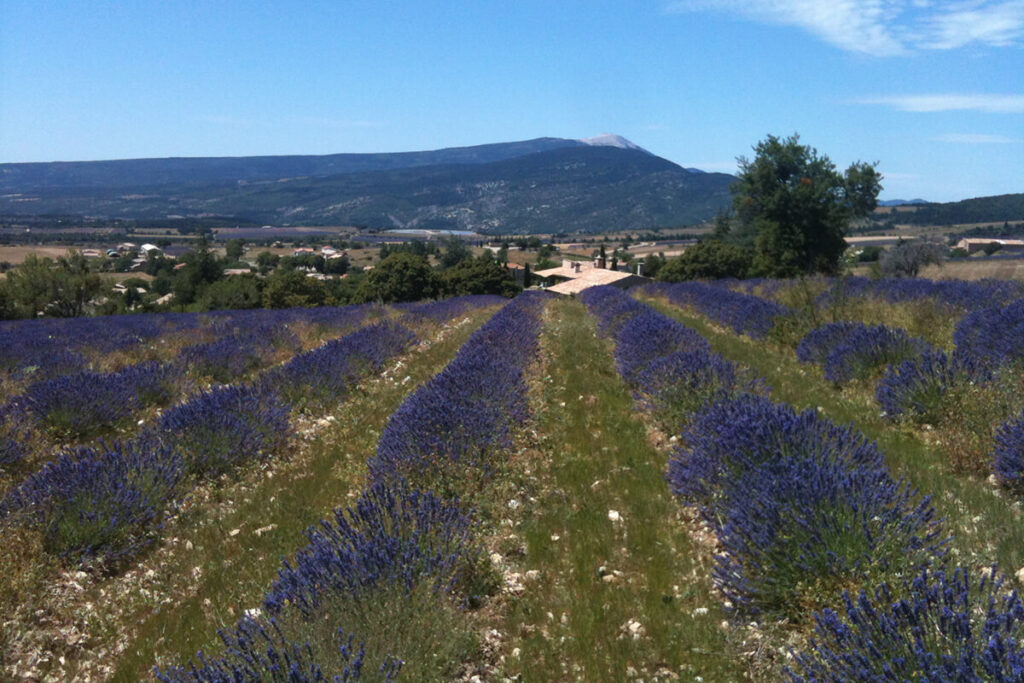 Chateau des Gipieres Lavendel